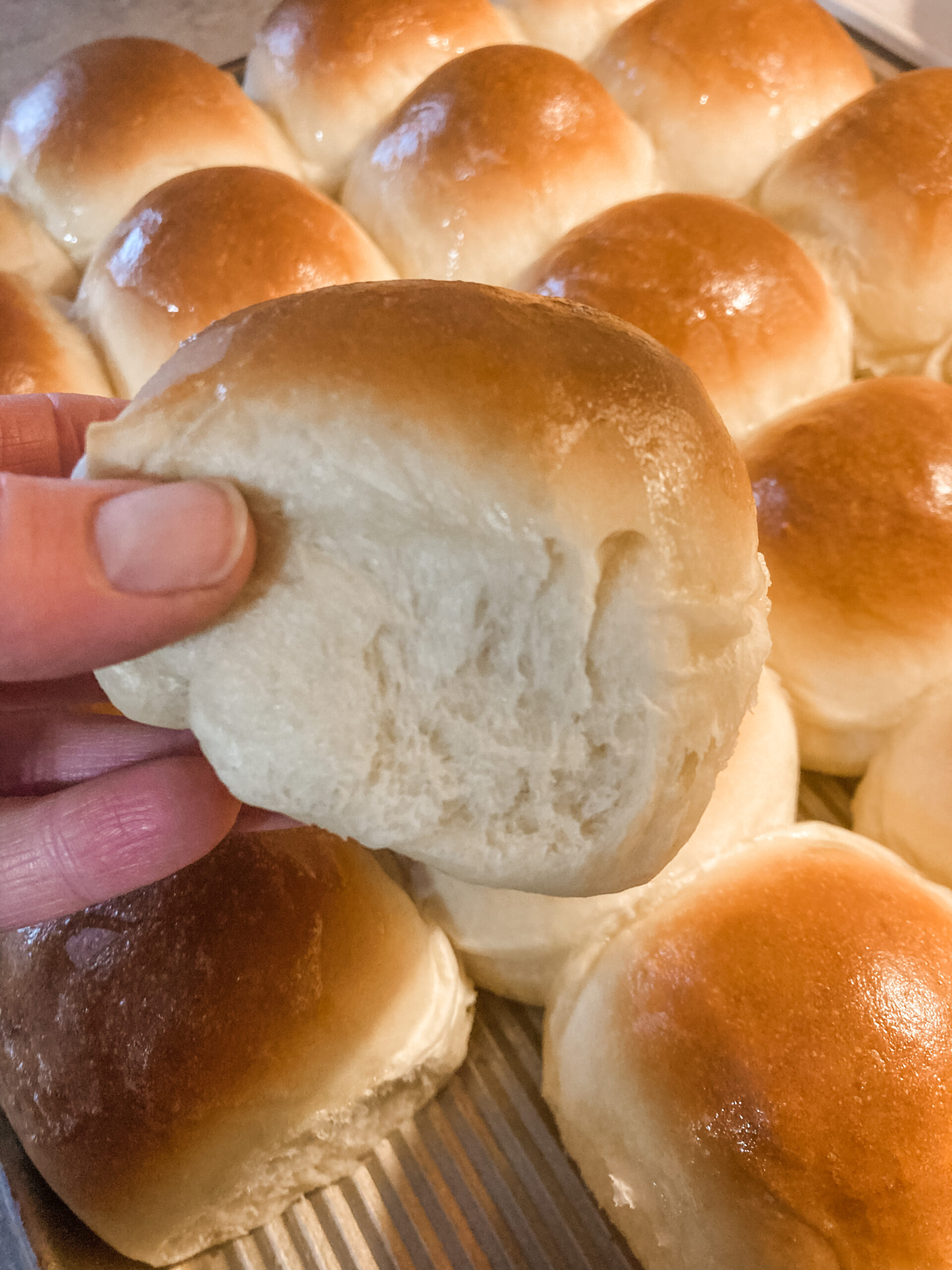 Homemade Dinner Rolls from Scratch Our Future Homestead