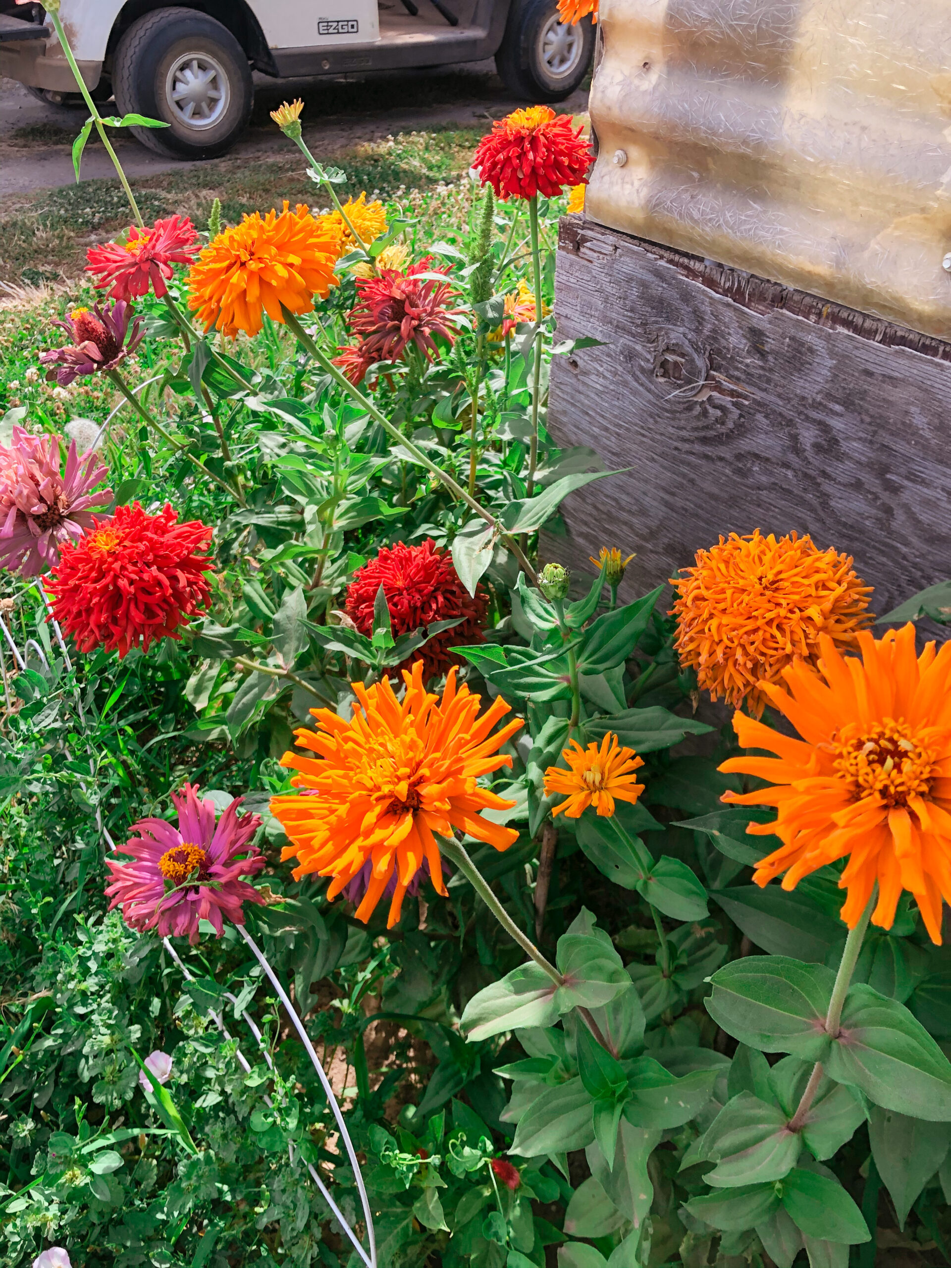 Top 7 Flowers to Plant in My Vegetable Garden (Annual Variety) Our Future Homestead