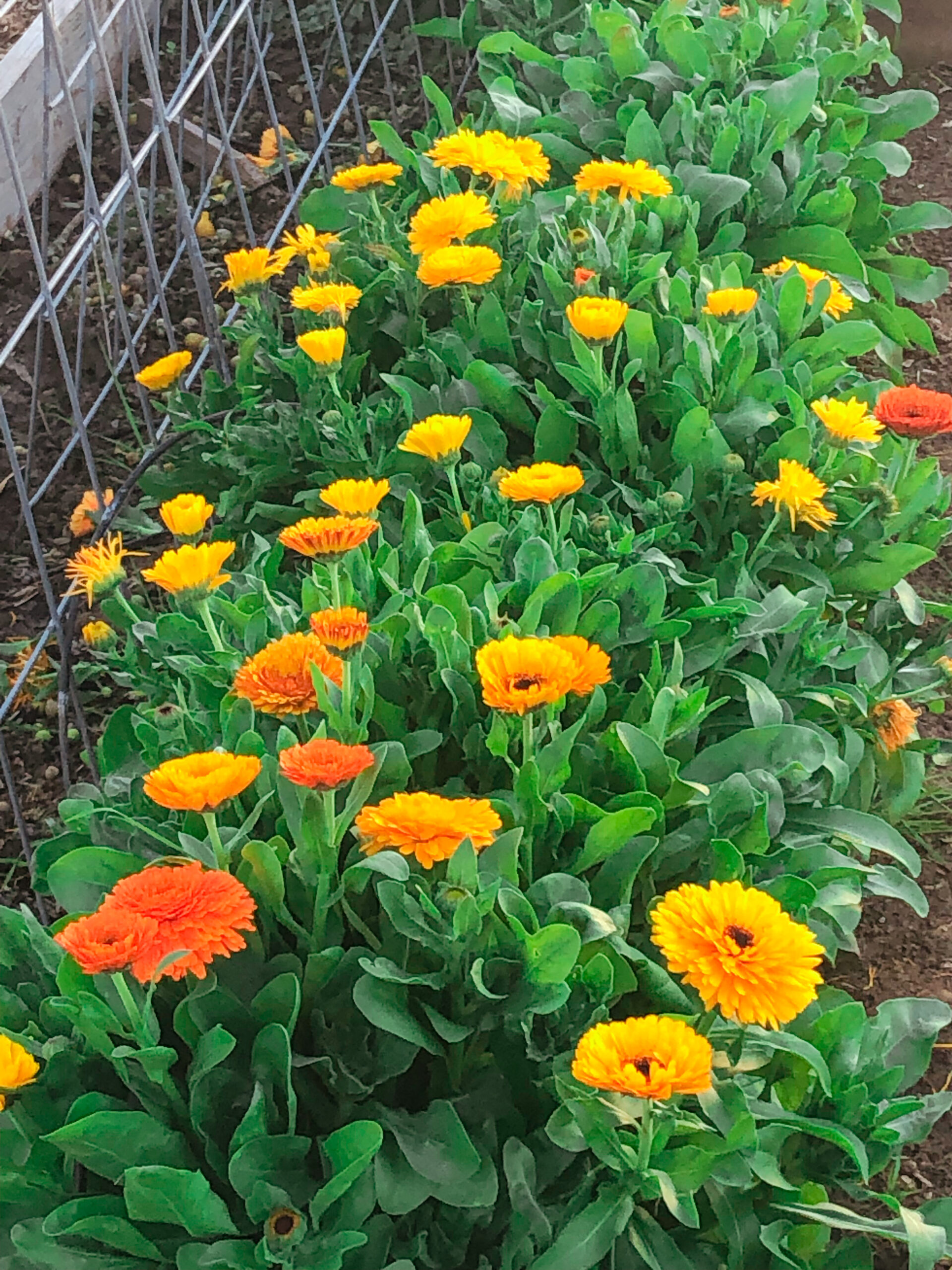 How To Harvest And Dry Calendula Flowers - Our Future Homestead