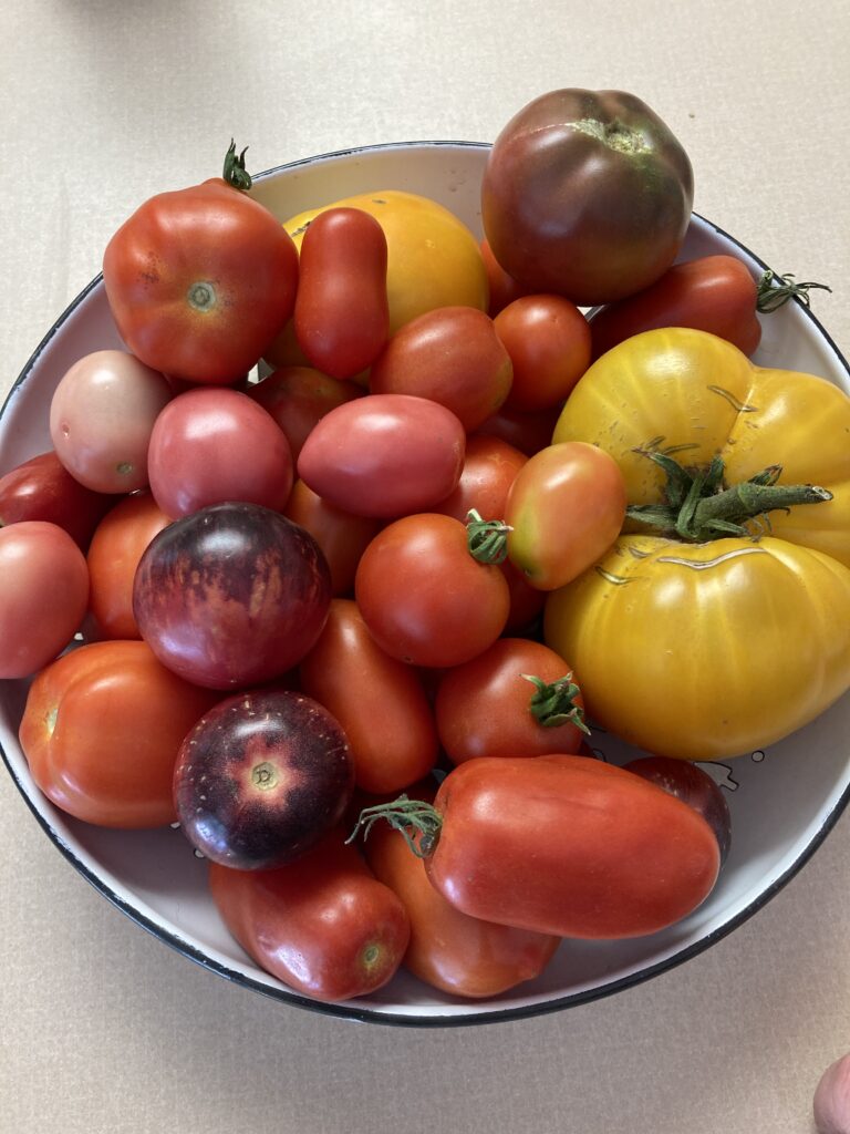 The Easy Way To Freeze Tomatoes Our Future Homestead   IMG 9171 768x1024 