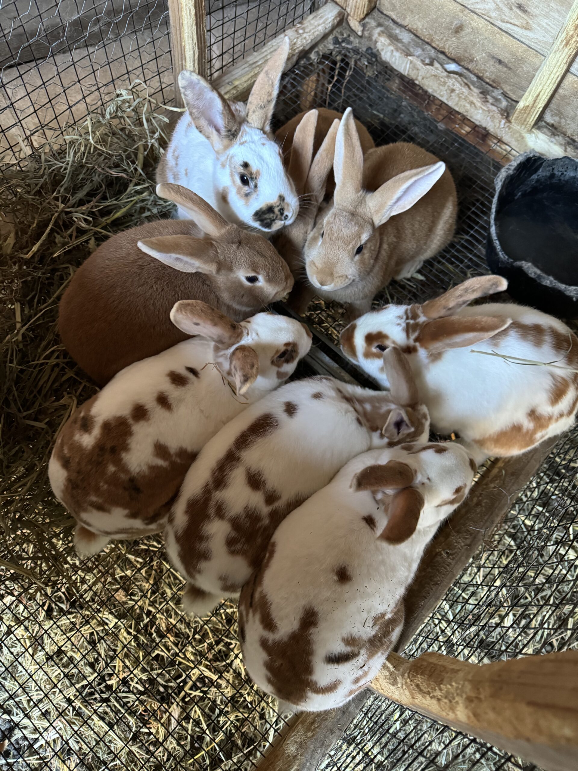 Automatic watering system cheap for rabbits