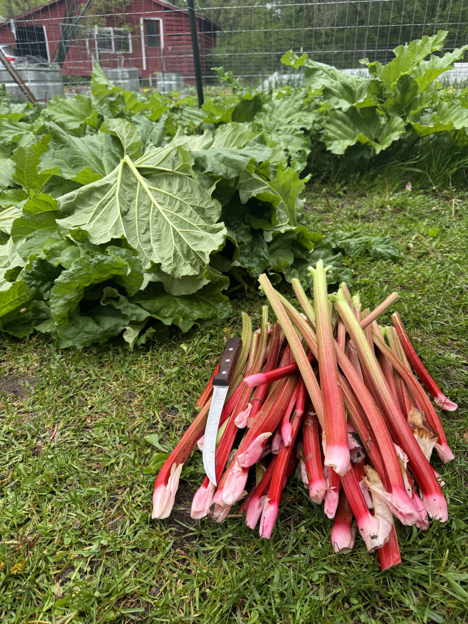 Beginners Guide to Growing Rhubarb - Our Future Homestead